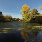 Schatten auf dem Teich