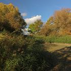 Schatten auf dem Teichgrund