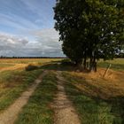 Schatten auf dem Weg