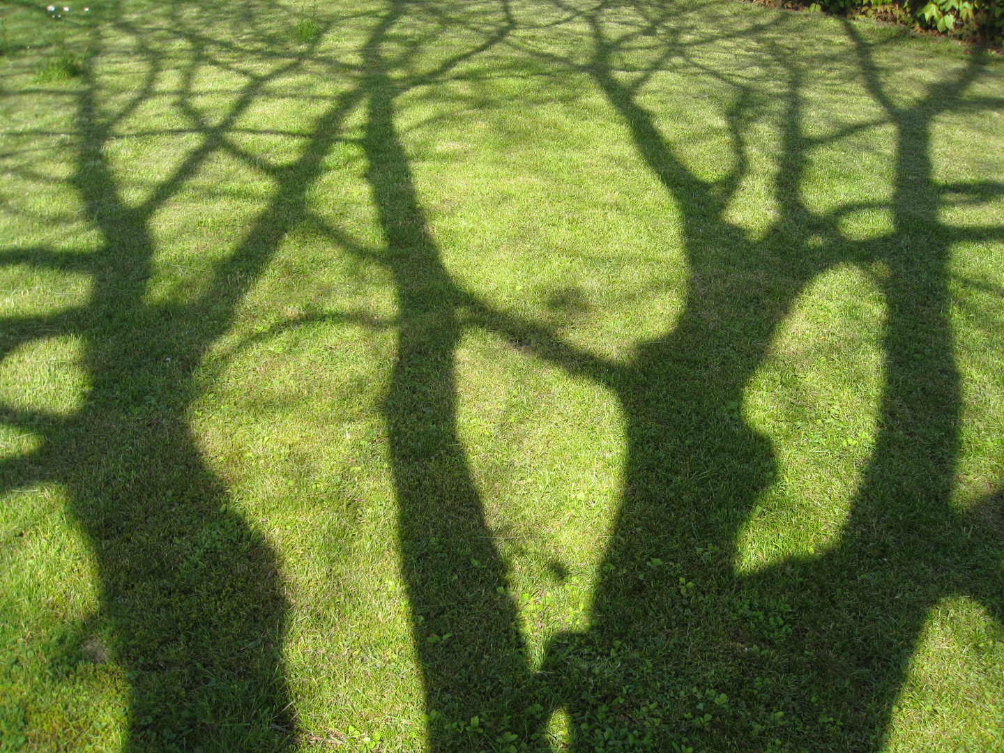 Schatten auf gemähter Wiese