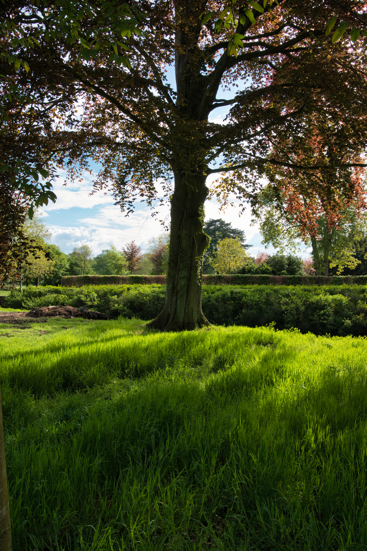 Schatten auf Gras