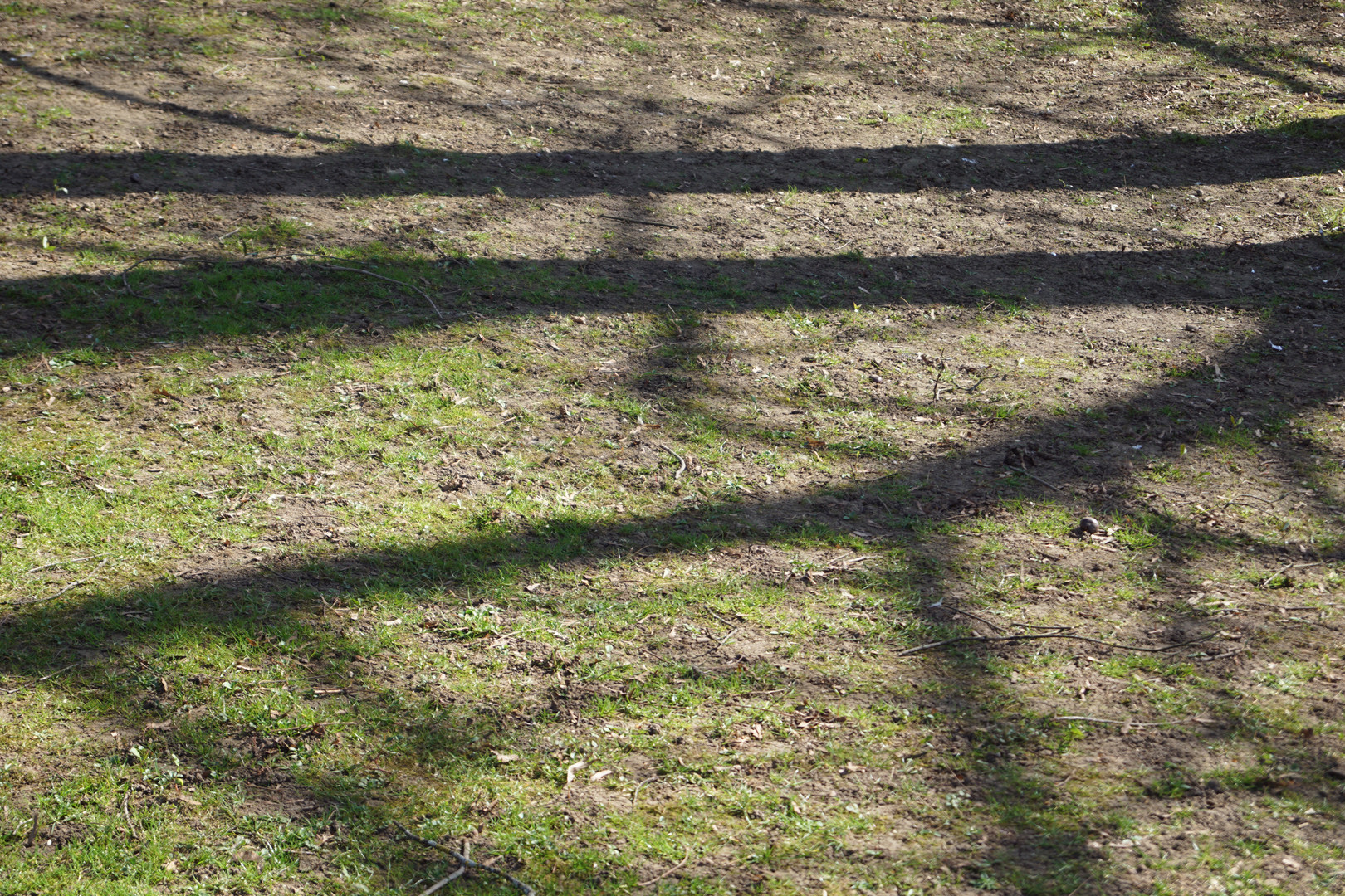 Schatten auf grün