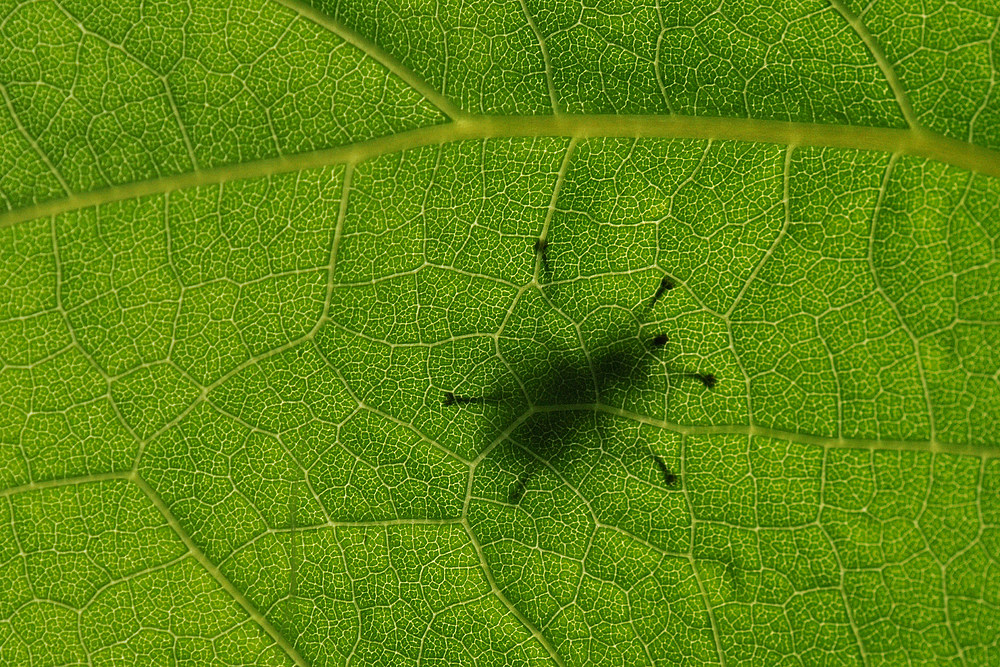 Schatten auf Japanischem Staudenknöterich