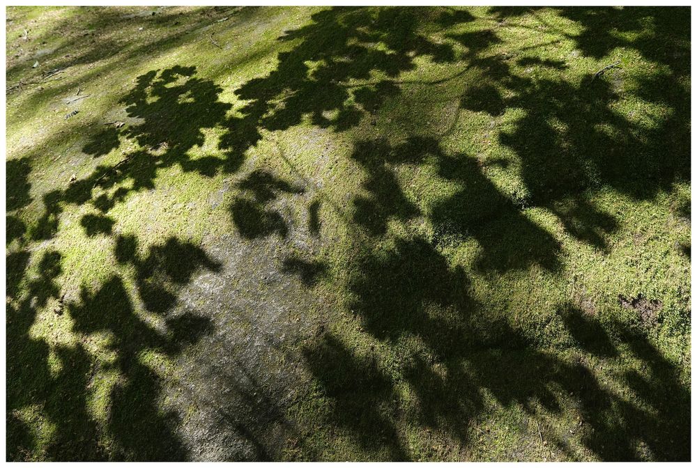Schatten auf Moos