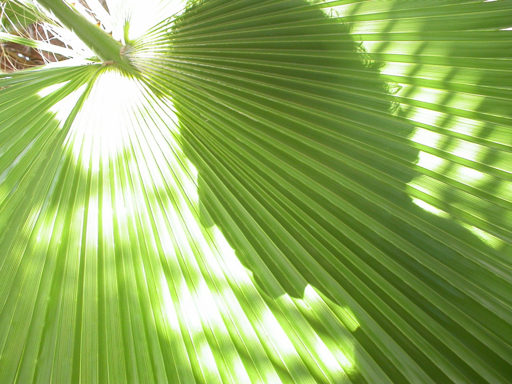 schatten auf palm blat