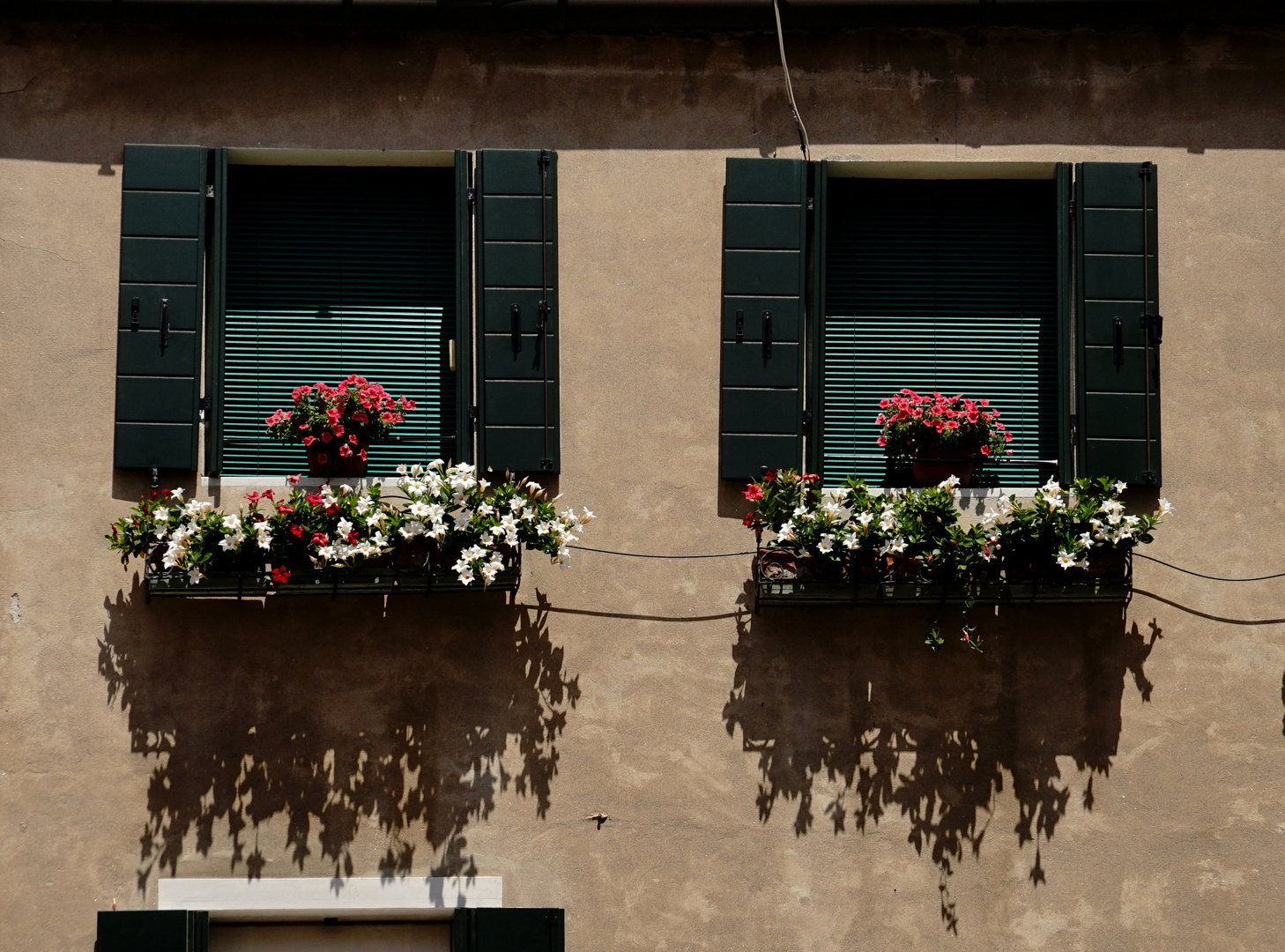 Schatten-Blumen