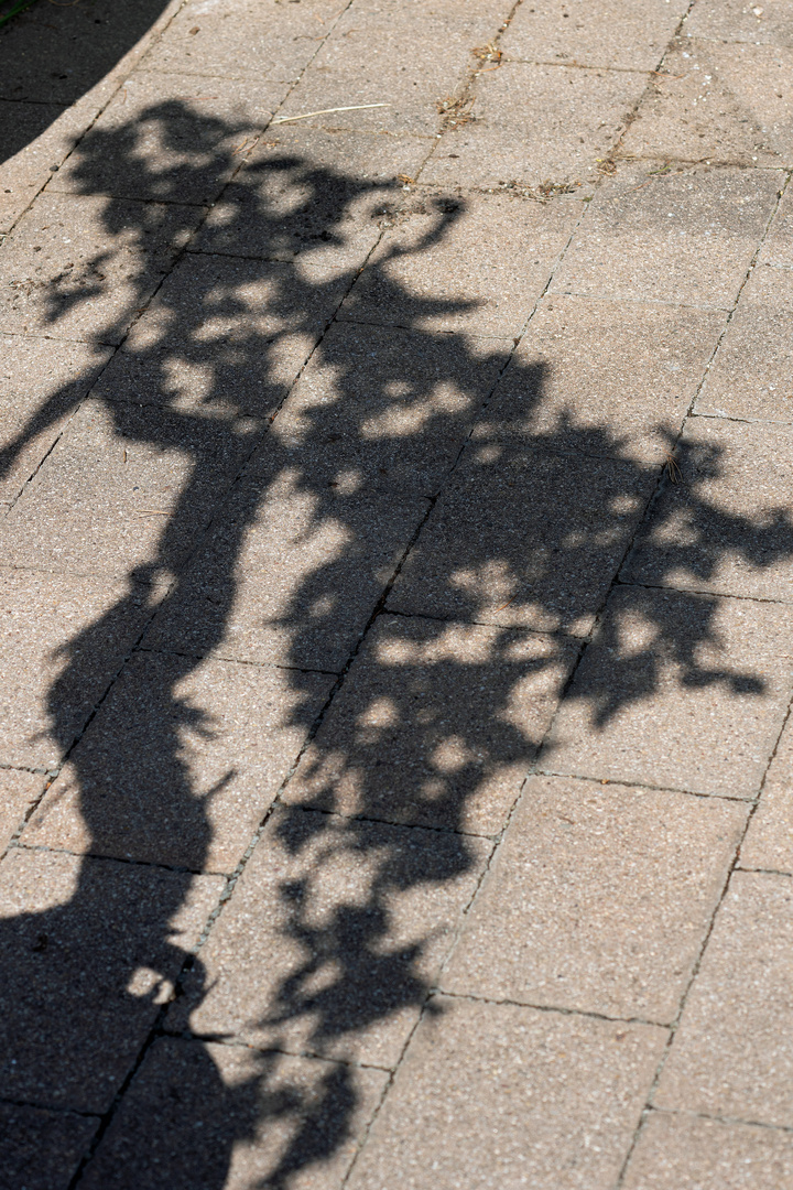 Schatten / Bonsai /  Florales