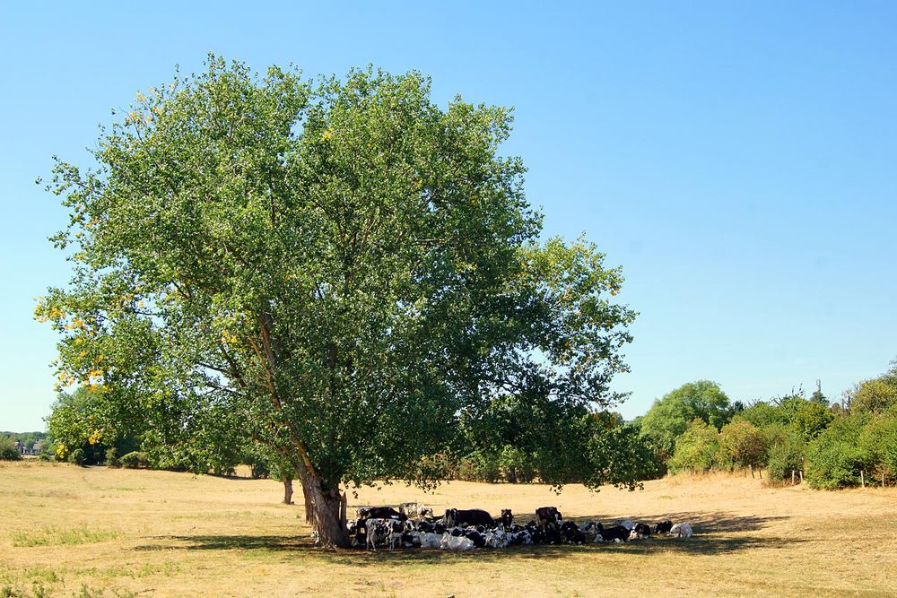 Schatten Foto & Bild world, sommer, baum Bilder auf