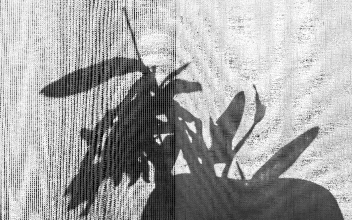 Schatten