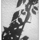 Schatten daheim