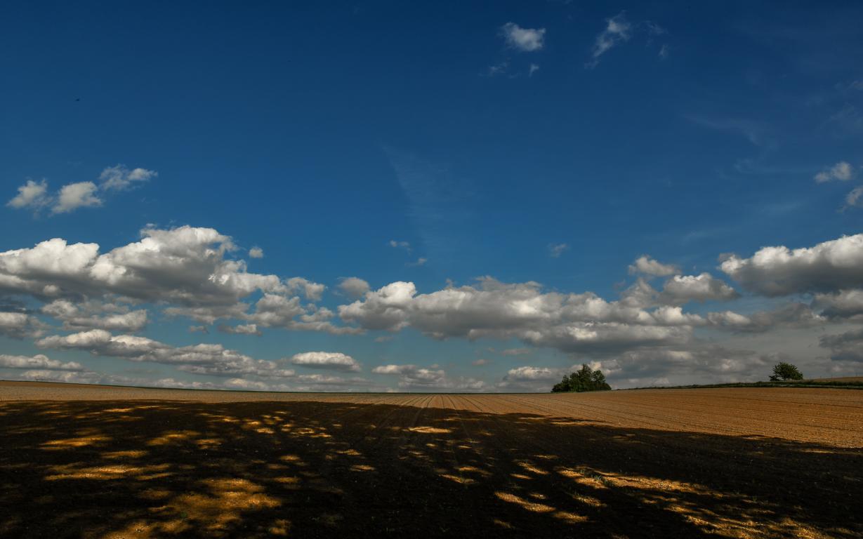 Schatten der Bäume