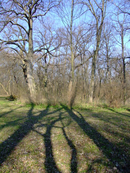 Schatten der Bäume