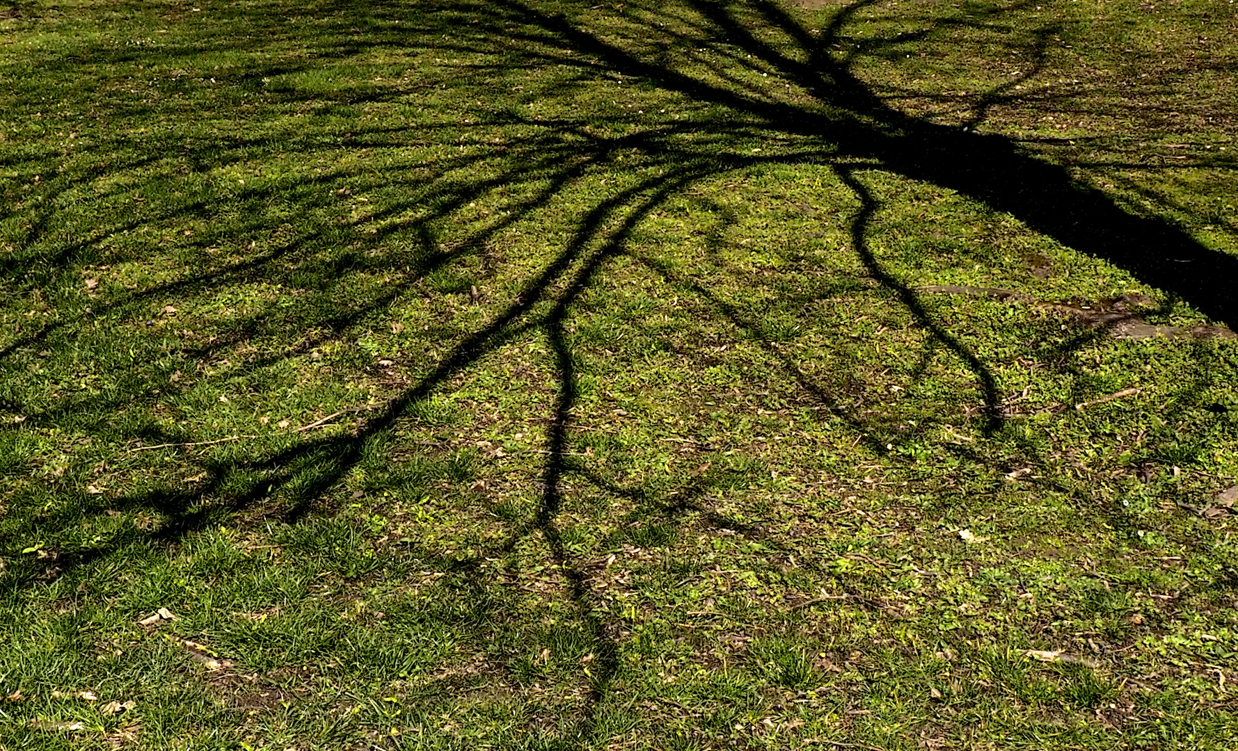 Schatten der Bäume