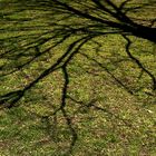 Schatten der Bäume