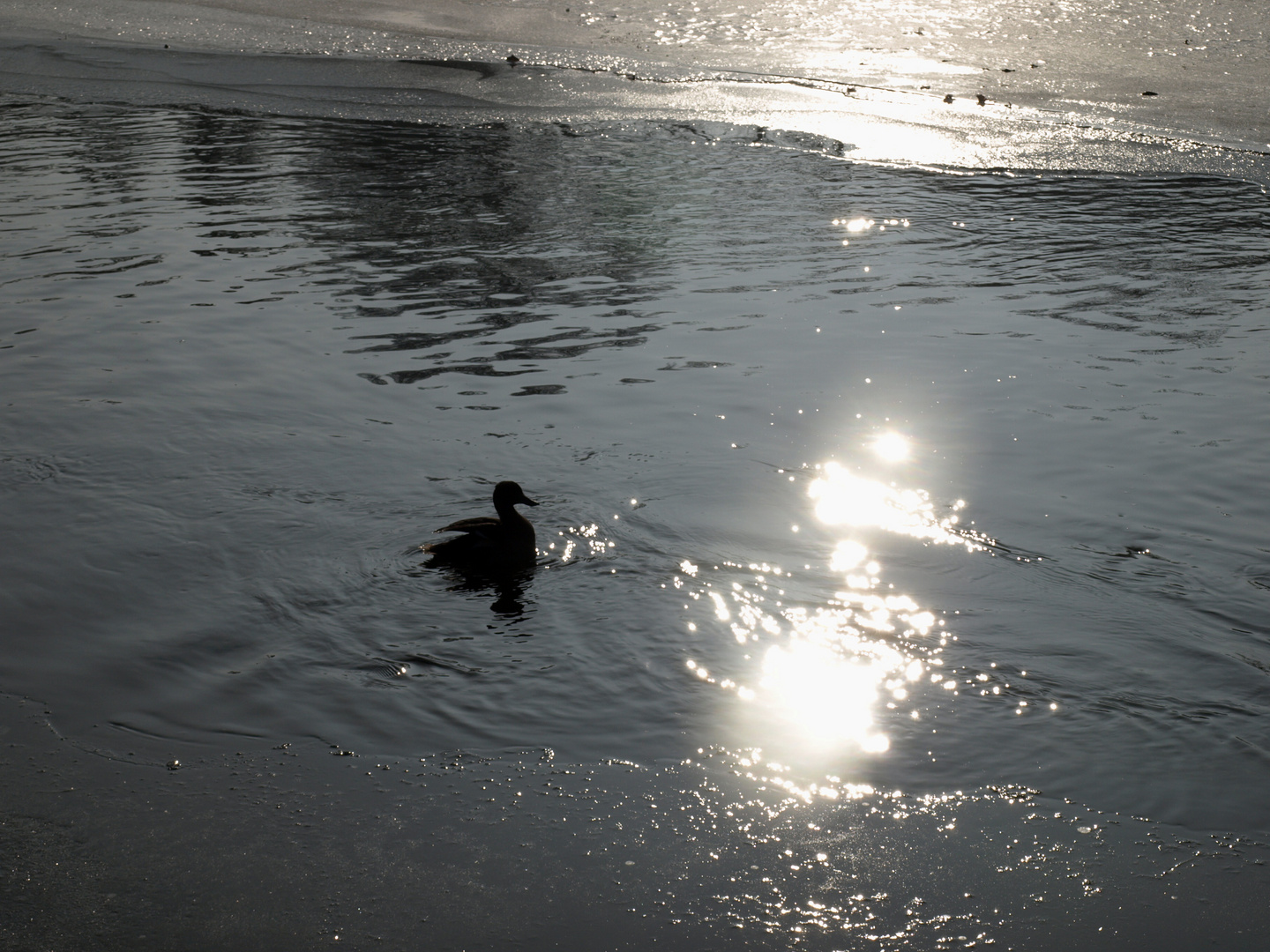 Schatten der Ente