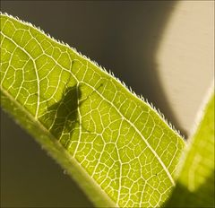 Schatten der Fliege...