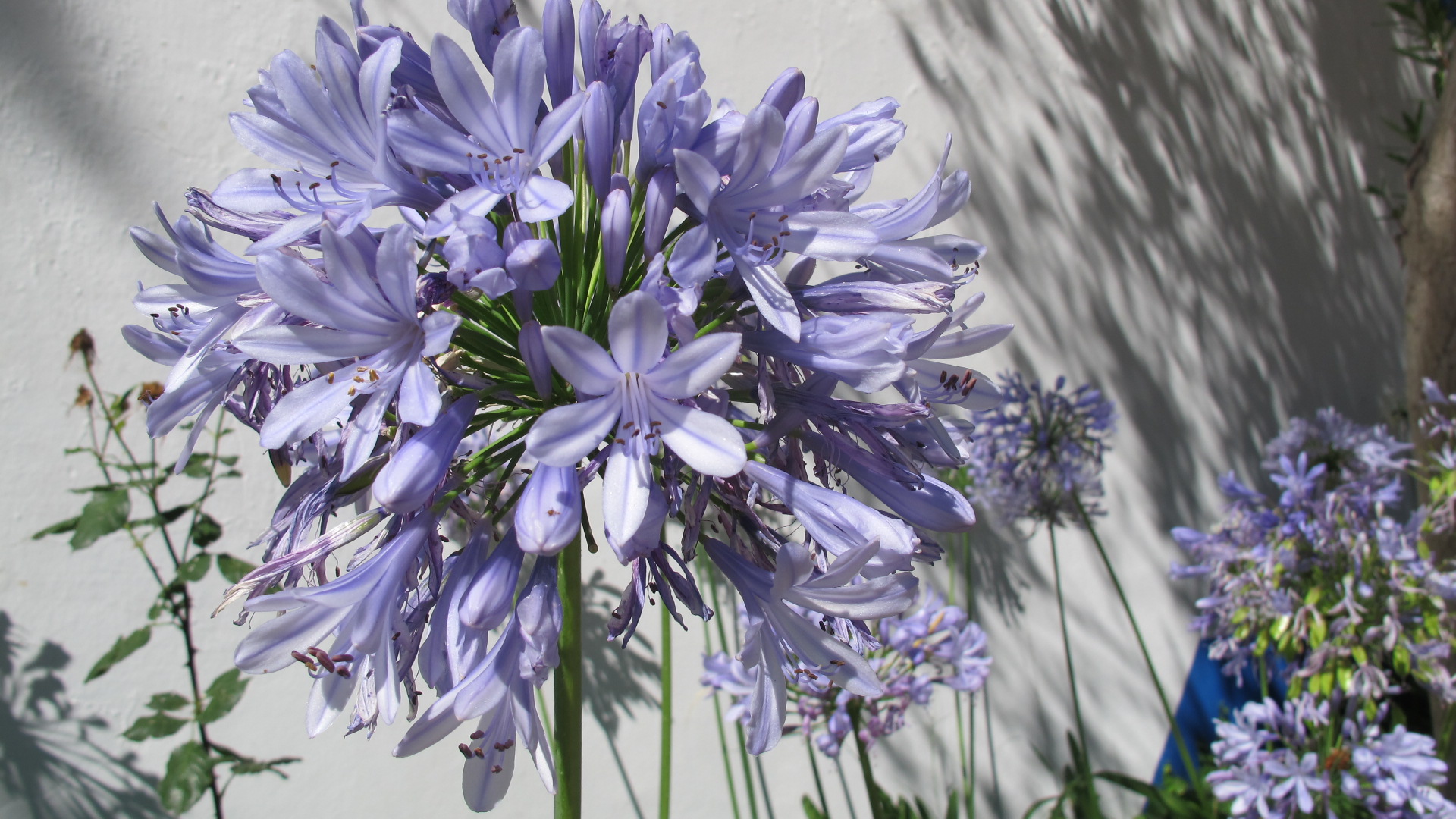 Schatten des Agapanthus