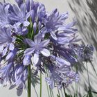 Schatten des Agapanthus