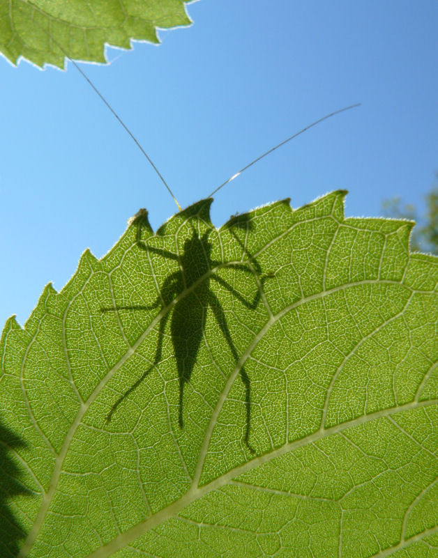 Schatten des grünen Heupferds