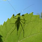 Schatten des grünen Heupferds