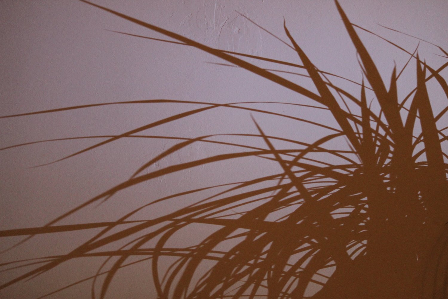 Schatten einer Palme