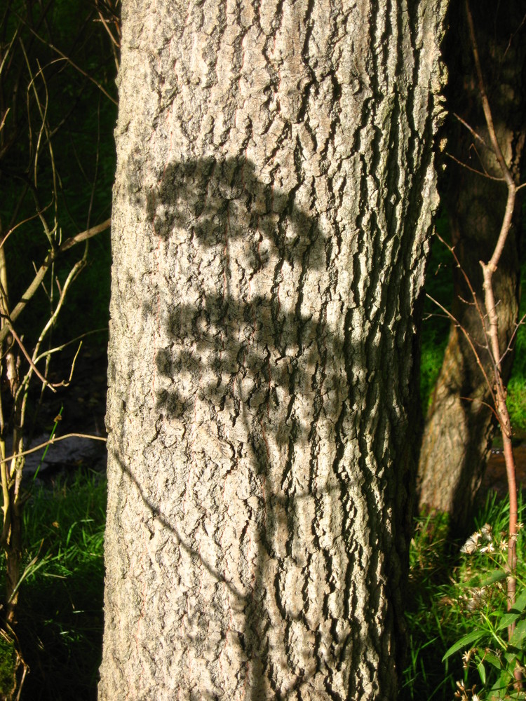 schatten einer pflanze