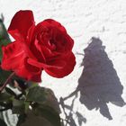 Schatten einer Rose