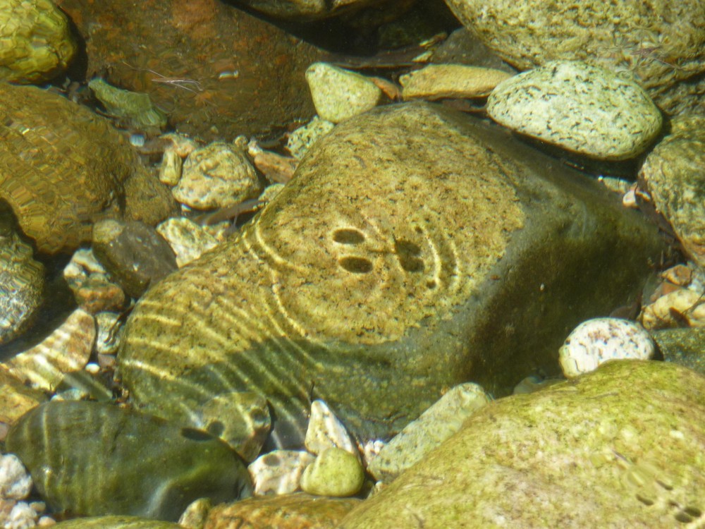 Schatten eines Wasserläufers