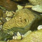 Schatten eines Wasserläufers