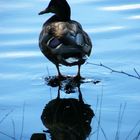 Schatten-Ente