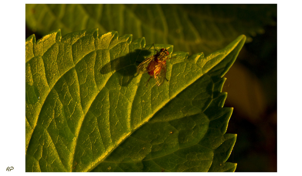 Schatten-Fliege