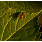 Schatten-Fliege