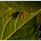 Schatten-Fliege