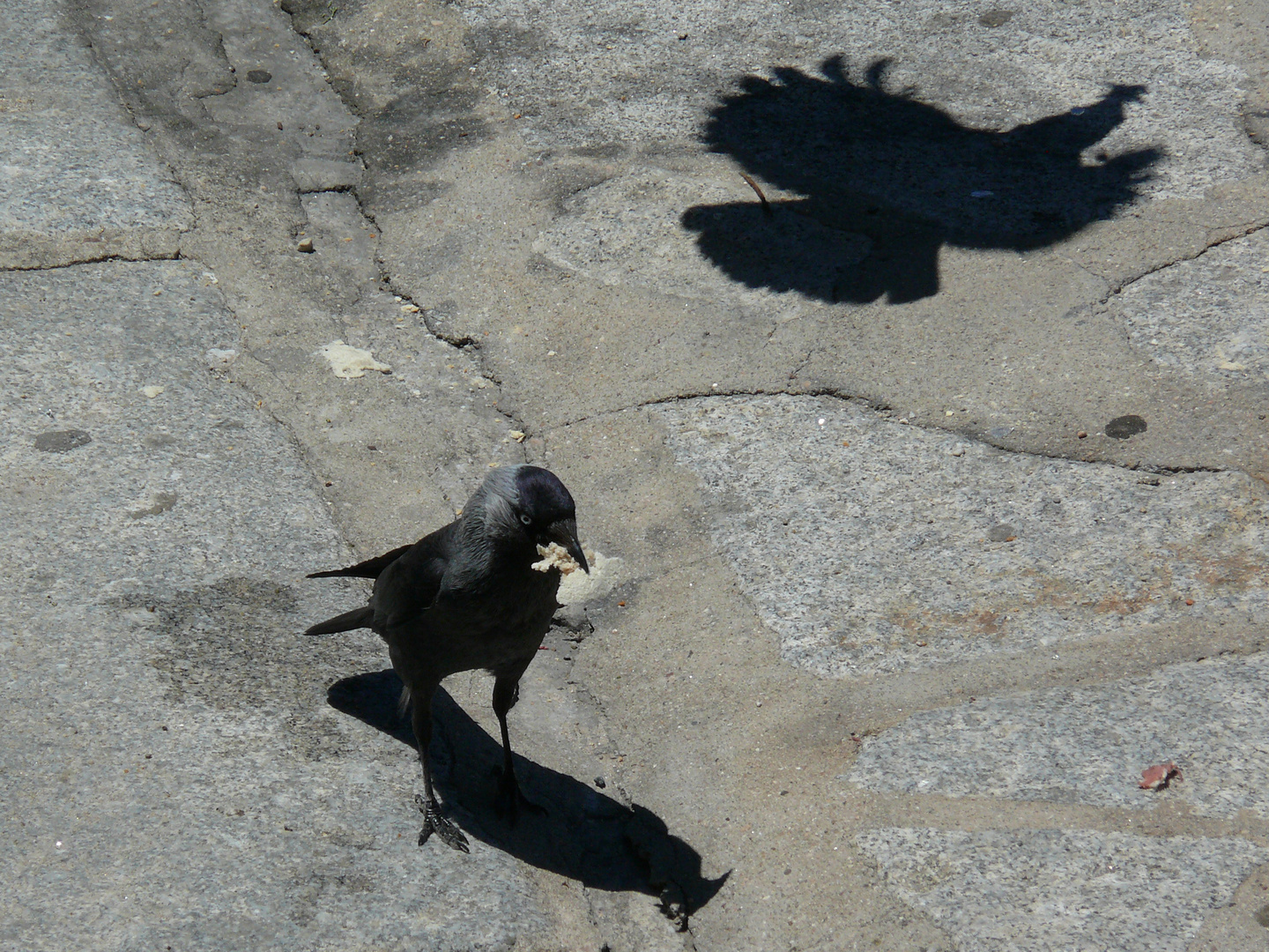 Schatten - Flug