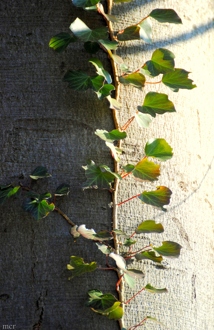 Schatten I Licht