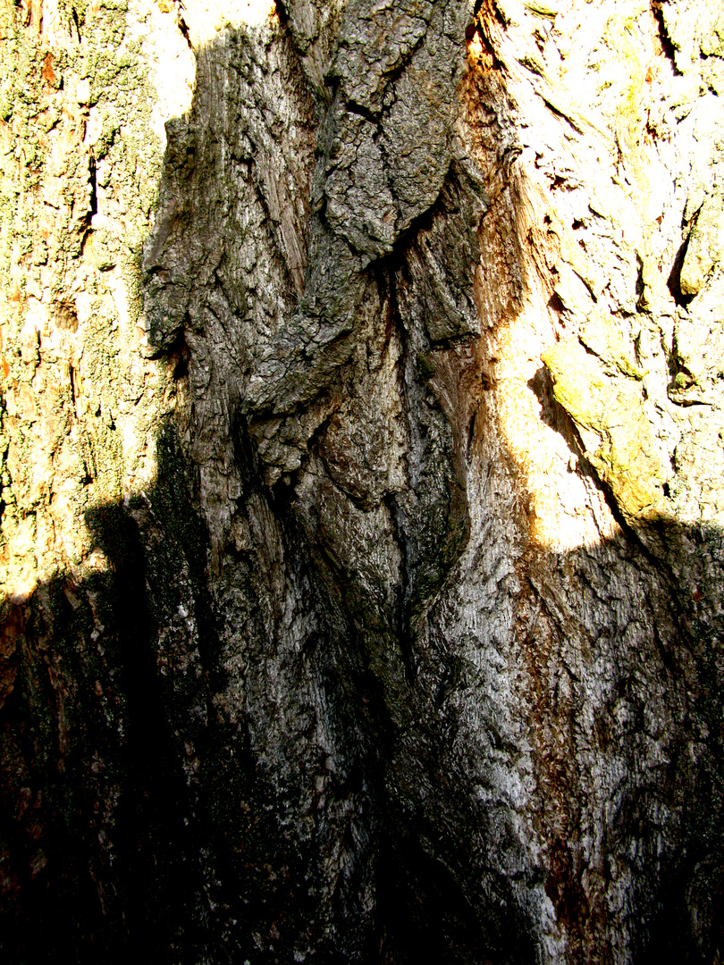 SCHATTEN ICH AUF MEINEM BAUM