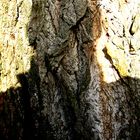 SCHATTEN ICH AUF MEINEM BAUM