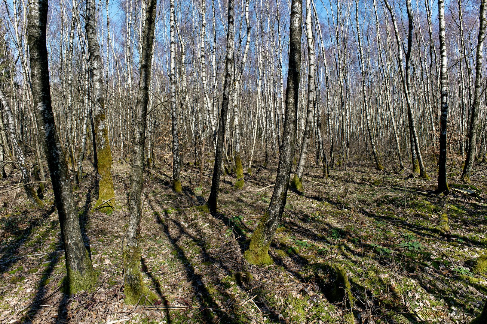 Schatten im Birkendschungel