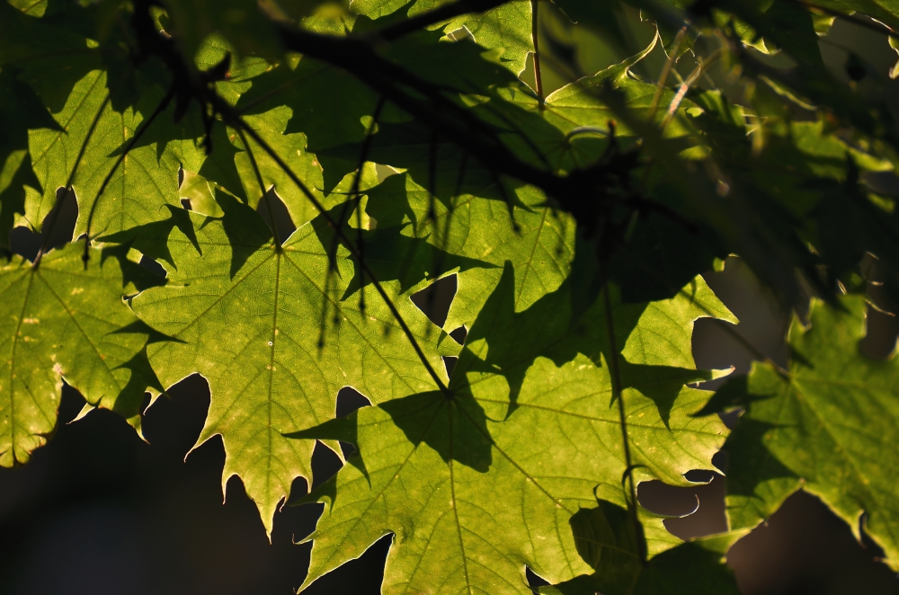 Schatten im Blatt