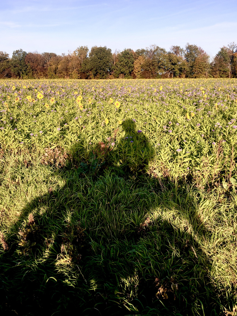 Schatten im Blick ….