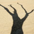 Schatten im Dead Vlei