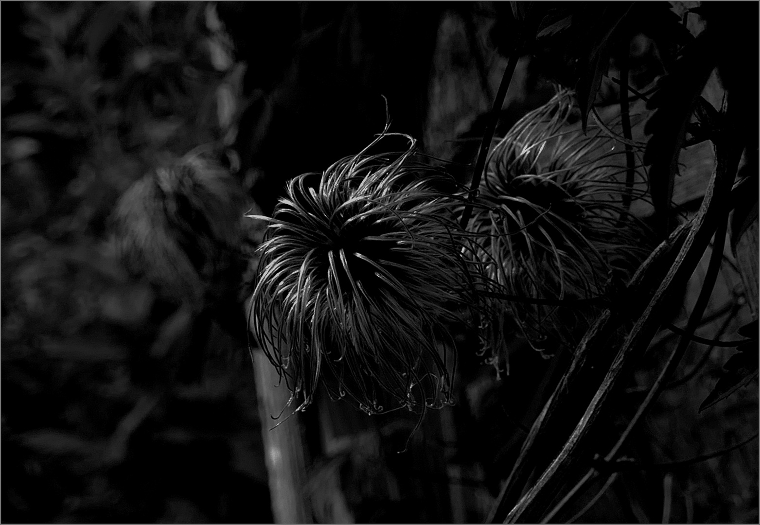 Schatten im Garten Foto &amp; Bild nature, spezial