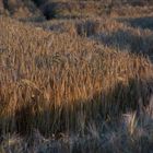 Schatten im Korn