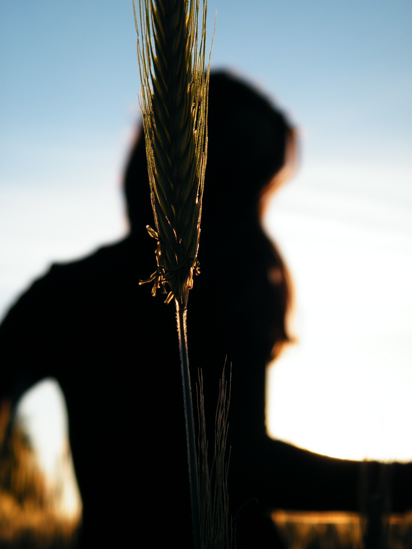 Schatten im Kornfeld