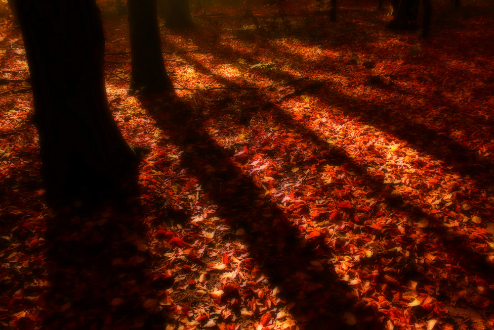 Schatten im Laub