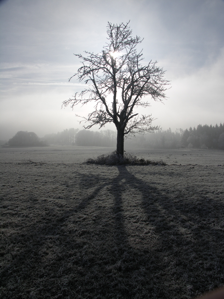 Schatten im Nebel