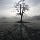 Schatten im Nebel