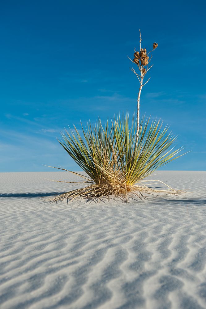 Schatten im Sand