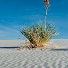 Schatten im Sand