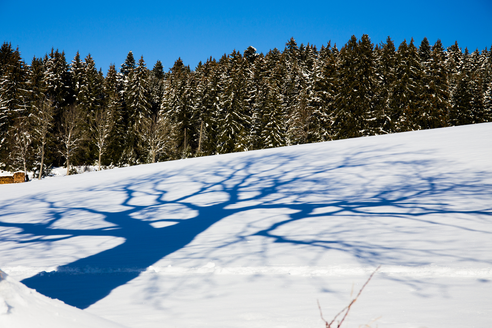 Schatten im Schnee